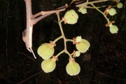 <strong>Cupaniopsis leptobotrys - Gâteblé Gildas - 320</strong><br />© Gâteblé Gildas